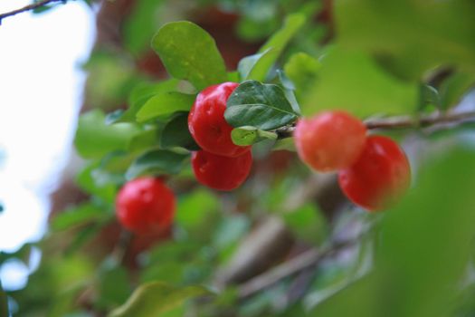salvador, bahia / brazil - June 4, 2010: Acerola plantation in the city of salvador.



