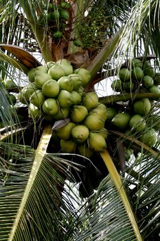 conde, bahia / brazil - july 17, 2013: coconut tree is seen in a plantation in the city of Conde, north coast of Bahia.