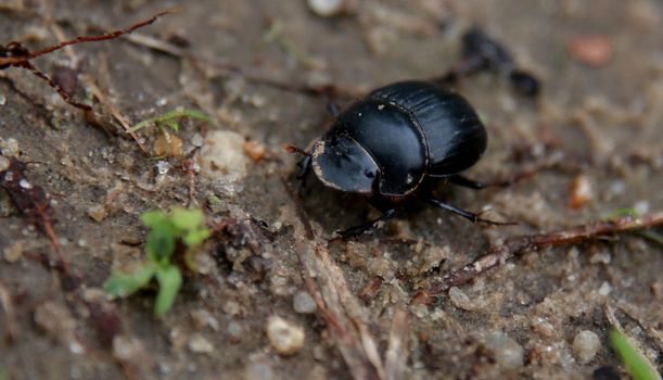 salvador, bahia / brazil - february 26, 2015: scarab beetle, popularly known as bug beetle is seen in a garden in the city of Salvador.

