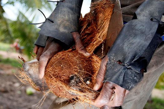 conde, bahia / brazil - july 17, 2013: worker is seen peeling coconut on a plantation in the city of Conde, north coast of Bahia.