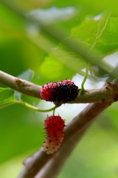 salvador, bahia / brazil - july 26, 2014: blackberry fruit is seen on a plant in the city of Salvador.


