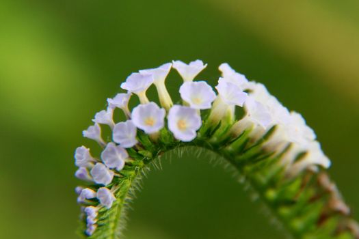 salvador, bahia / brazil - november 22, 2013: plant is seen in a garden in the city of Salvador.