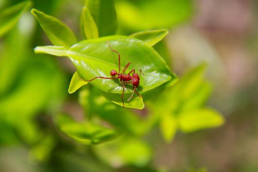 salvador, bahia / brazil - november 22, 2013: Leaf-cutting ant is seen in a garden in the city of Salvador.