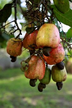 salvador, bahia / brazil - november 22, 2013: Cashew nuts are seen in cashew trees in plantation in the city of Salvador.