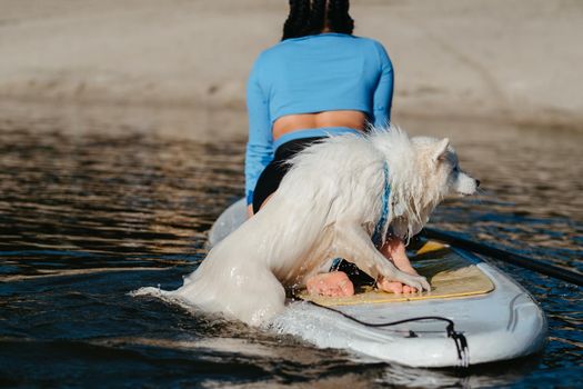 Snow-White Dog Breed Japanese Spitz Swimming in Lake Water and Trying to Get On the Sup Board with Human on It