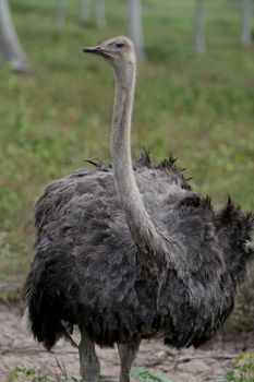 conde, bahia / brazil - december 23, 2013: Ostrich is seen on breeding farm in the city of Conde.