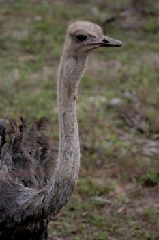 conde, bahia / brazil - december 23, 2013: Ostrich is seen on breeding farm in the city of Conde.