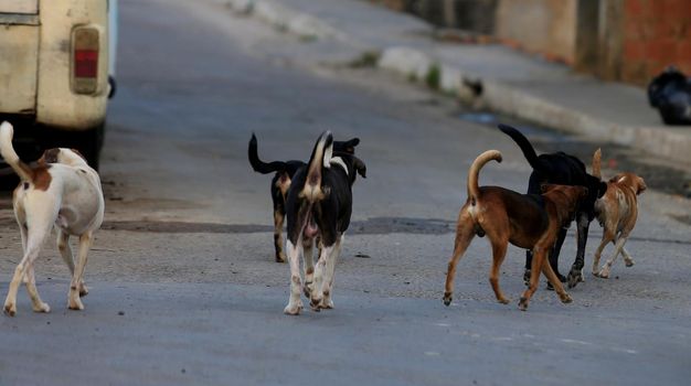 salvador, bahia, brazil - december 9, 2015: Female dog in heat attracting the attention of dogs in the Alto da Terezinha neighborhood in Salvador.