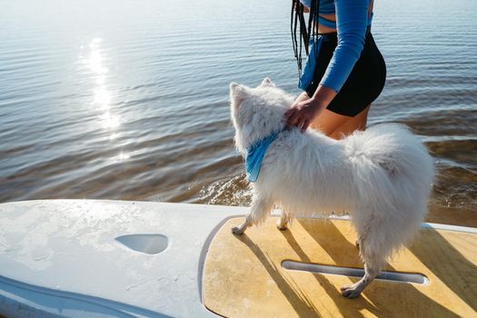 Snow-White Dog Breed Japanese Spitz Standing on Sup Board, Woman Preparing to Paddleboarding with Her Pet