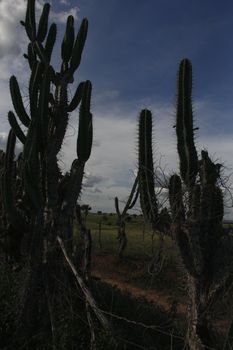 ibotirama, bahia / brazil - may 29, 2014: Cactus plant in rural Ibotirama, Bahia semi-arid. The plant that belongs to the cactus family.