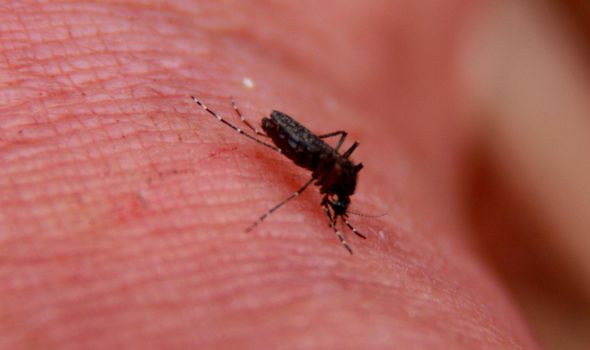 salvador, bahia / brazil - november 22, 2013: Aedes Aegypti, better known as Dengue Mosquito is seen in the city of Salvador.
