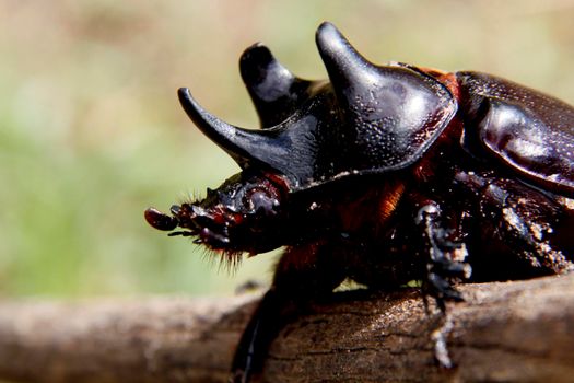 salvador, bahia / brazil - march 23, 2014: giant scarab beetle, also known as rhinoceros beetle (Oryctes nasicornis) is seen in the city of Salvador.