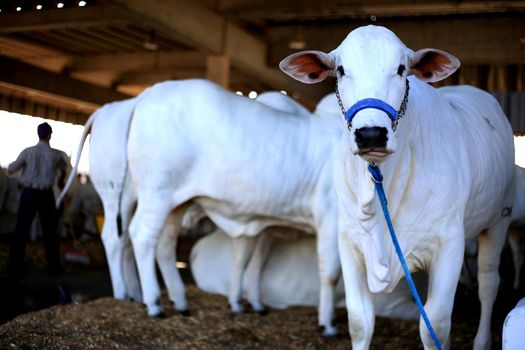 salvador, bahia / brazil - november 29, 2015: nellore cattle are seen during an agricultural exhibition in the city of Salvador.
