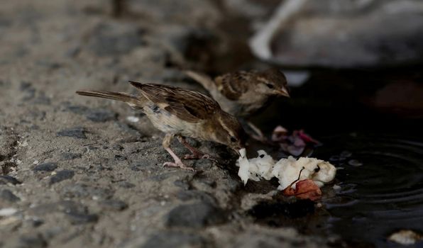 salvador, bahia / brazil - december 18, 2017: sparrow couple as a piece of wet in a puddle in the city of Salvador.


  