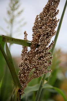 salvador, Bahia / Brazil - february 8, 2020: Sorghum plantation in the city of Salvador.



