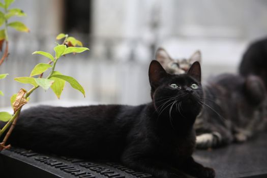 salvador, bahia / brazil - november 10, 2017: Cats are seen at the Campo Santo Cemetery in the city of Salvador.