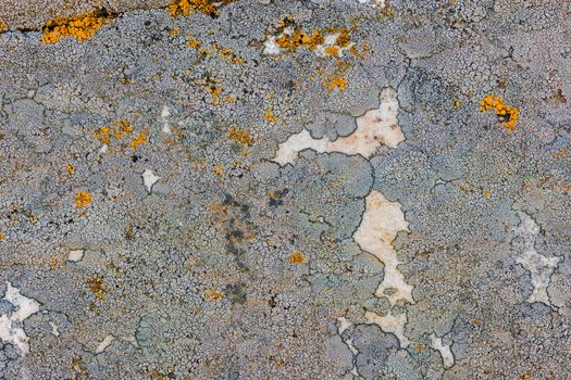 Lichen on quartzite sandstone surface. A pioneer lichen in Bare Rock Succession that helps break down rock and sets the stage for mosses and other plants to follow succession.