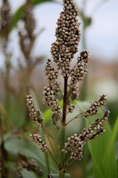 salvador, Bahia / Brazil - february 8, 2020: Sorghum plantation in the city of Salvador.



