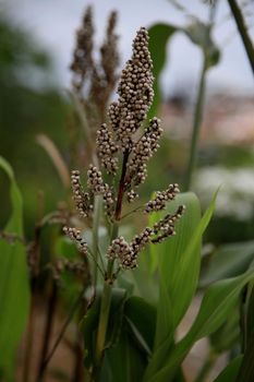 salvador, Bahia / Brazil - february 8, 2020: Sorghum plantation in the city of Salvador.



