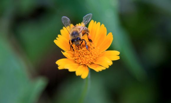 salvador, bahia / barazil - february 8, 2020: bee is seen collecting pollen in flower garden in the city of Salvador.
