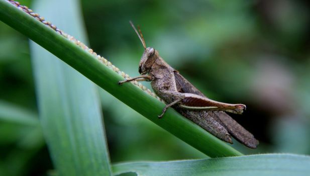 salvador, bahia / brazil - april 25, 2020: cricket insect is seen in a garden in the city of Salvador.

