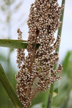 salvador, Bahia / Brazil - february 8, 2020: Sorghum plantation in the city of Salvador.



