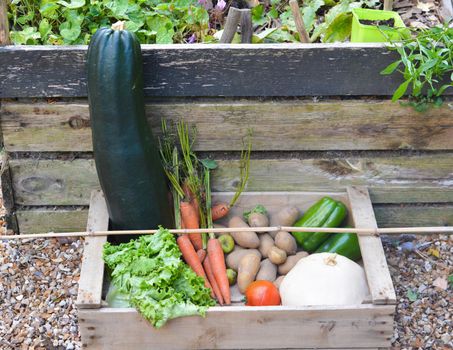 Fresh vegetables in a garden