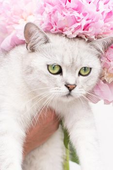 portrait of a cute gray kitten with green eyes of the Scottish breed against the background of pink peonies and a blue dress of the hostess. High quality photo