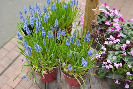 Muscari-delicate spring purple flowers in the pots.