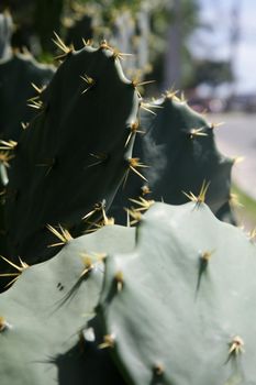 salvador, bahia, brazil - december 28, 2021: cactus thorns on a beach area in the city of Salvador.