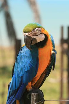 prado, bahia, brazil - september 15, 2008: macaw bird is seen on a rural property in the town of prado. 