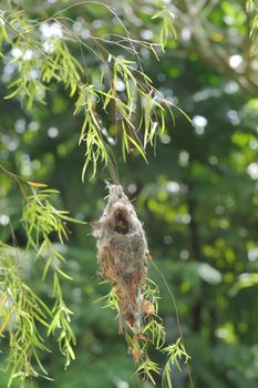a bird nest in nature close up .