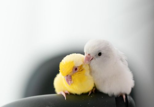 Pair of tiny parrot parakeet white and yellow Forpus bird.