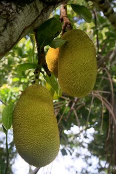 conde, bahia, brasil - january 9, 2022: Jackfruit fruit in a jackfruit tree in the city of Conde.