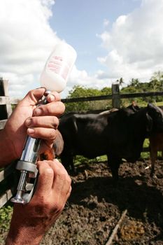 eunapolis, bahia, brazil - november 11, 2009: FMD vaccination in cattle on a farm in the city of Eunapolis.
