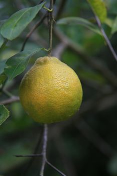 conde, bahia, brazil - january 9, 2022: Galician lemon fruit on a farm in the city of Conde.