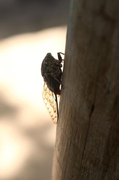salvador, bahia, brazil - february 10, 2022: Cicada Insect - Cicadidae - perched on a tree in the city of Salvador.