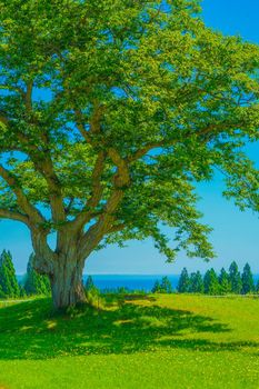 Great tree and fine weather sky. Shooting Location: Hokkaido