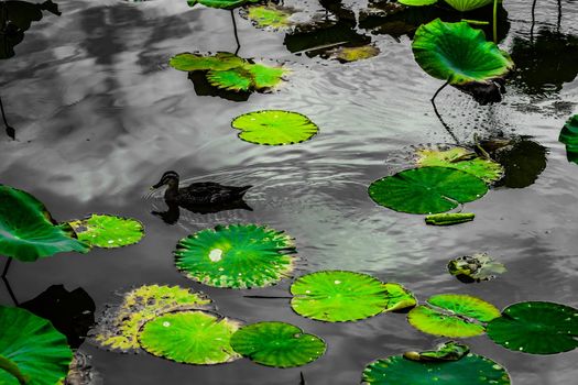 Lotus leaves and pond. Shooting Location: Kamakura City, Kanagawa Prefecture