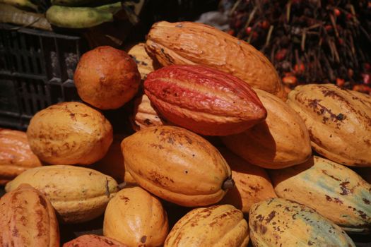 salvador, bahia, brazil - april 30, 2022: cocoa fruit for sale on display at a stall at the Sao Joaquim fair in the city of Salvador.