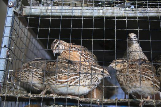 salvador, bahia, brazil - april 30, 2021: quail bird in a cage for sale at the Sao Joaquim fair in the city of Salvador.