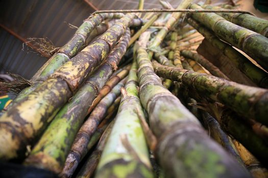 salvador, bahia, brazil - april 30, 2022: Sugar cane for sale at the Sao Joaquim fair in the city of Salavdor.
