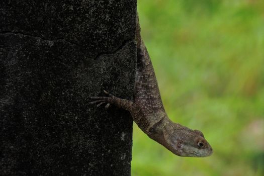 salvador, bahia, brazil - may 3, 2022: Gecko animal is seen on a wall in the city of Salvador.
