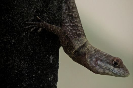 salvador, bahia, brazil - may 3, 2022: Gecko animal is seen on a wall in the city of Salvador.