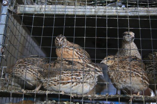 salvador, bahia, brazil - april 30, 2022: quail bird for sale at the Sao Joaquim fair in the city of Salvador.