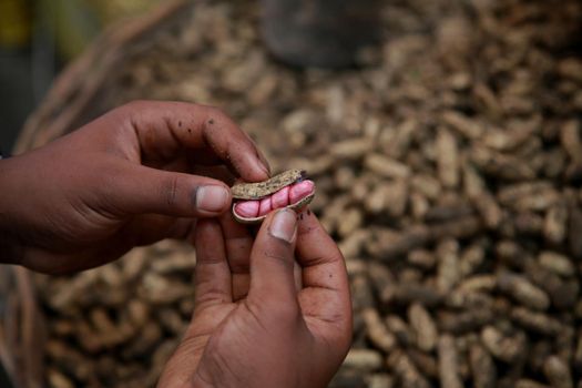 salvador, bahia, brazil - april 30, 2022: peanuts in shell for sale at the São Joaquim fair in the city of Salvador.