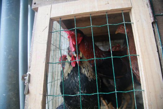 salvador, bahia, brazil - april 30, 2022: free-range chicken for sale at the Sao Joaquim fair in the city of Salvador.