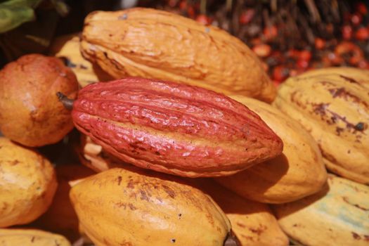 salvador, bahia, brazil - april 30, 2022: cocoa fruit for sale on display at a stall at the Sao Joaquim fair in the city of Salvador.