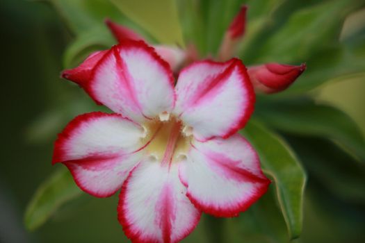 salvador, bahia, brazil - june 12, 2022: desert rose flower in potted plant in Salvador city.