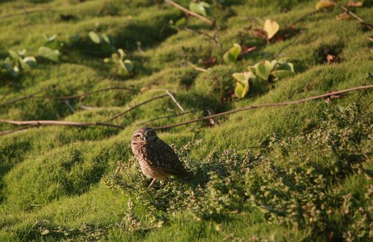 salvador, bahia, brazil - july 19, 2022: owl bird vesta in a grass area in the city of Salvador